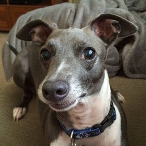 Meet your Posher, Tracey